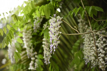 Wisteria and palm tree