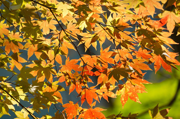 紅葉