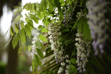 Wisteria and palm tree