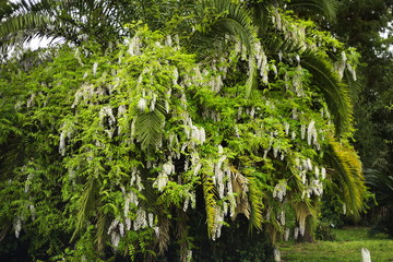 Wisteria and palm tree