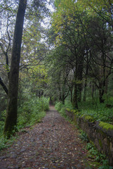 path in the forest