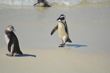 Penguin