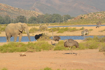 Watering hole