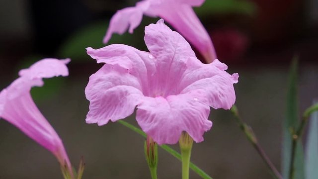 ruella simplex or purple shower flower in close up