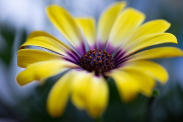 yellow purple flower