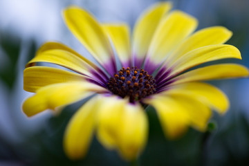 yellow purple flower