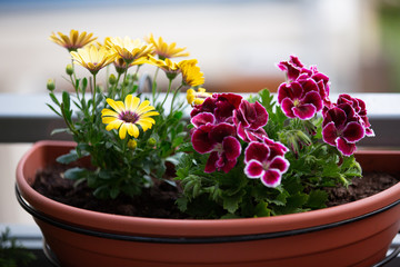 flowering plants in flower box