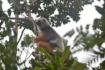 Baby lemur and mother