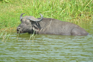 Obraz premium Water Buffalo