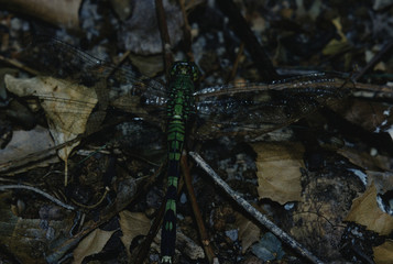 Dragonfly