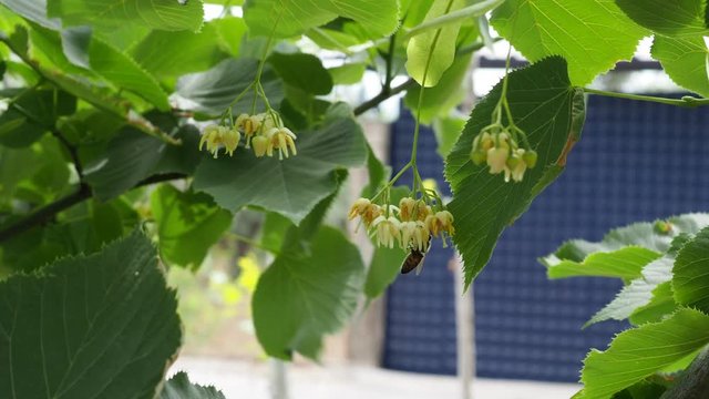 bee and linden tree. bee collects pollen from linden tree and flowers