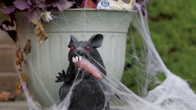 Spooky Halloween rat eating finger covered in cob webs. Spider web decorations with black rat close up. Haunted graveyard fun close up Halloween. 