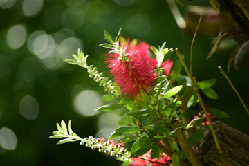 Callistemon 