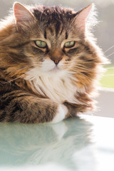Obraz premium Adorable cat with long hair in relax, siberian purebred animal