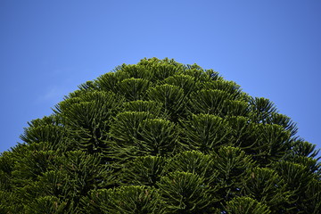 Araucaria tree