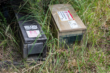 Traps set on Kapiti Island--a bird sanctuary in New Zealand--to capture stoats (Mustela...