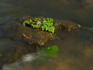Plants on a stone in the Duraton River