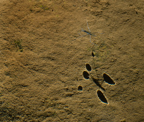 Water strider (Gerris sp.) on surface of shallow pool of a mountain stream. Shadows on rock below...