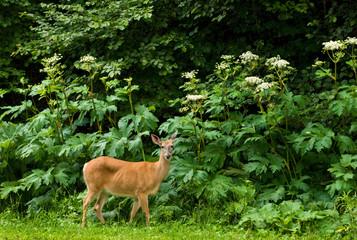White-tailed deer (Odocoileus virginianus) among cow-parsnip (Heracleum maximum) along the Skyline Drive in Shenandoah National Park in central Virginia.