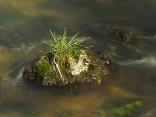 Vegetation on a stone in the river