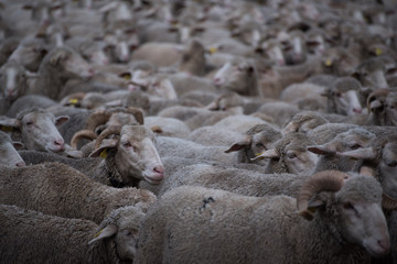 Rebaño de ovejas en la ciudad de Madrid