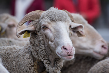 Rebaño de ovejas en la ciudad de Madrid