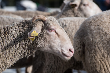 Reba&ntilde;o de ovejas en la ciudad de Madrid