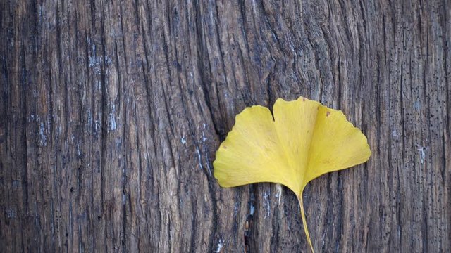 Composition of ginkgo biloba leaves on the table. Ginkgo biloba leaves on a texture board.