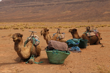 Fototapeta premium Dromadaires prêts pour un trek dans le désert Marocain