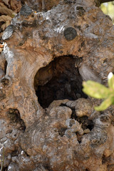 Hole in an Oak Tree Trunk