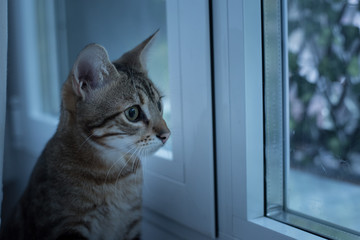 Gato doméstico en casa