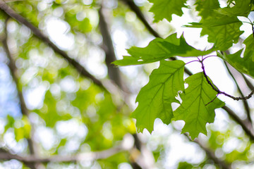 green leaves greenery on the tree branch in nature