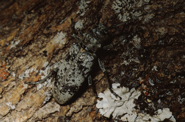 Longhorn Beetle (Cerambycidae)