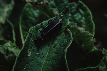 Margined Blister Beetle (Epicauta Funebris)