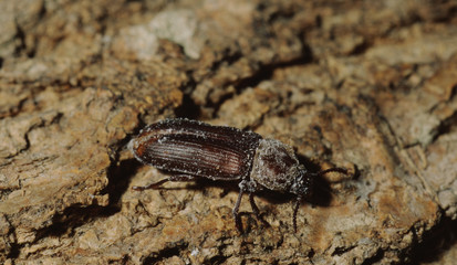 Mealworm Beetle (Tenebrio Molitor)