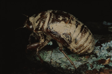Pharaoh Cicada (Magicicada Septendecim) Excoskeleton