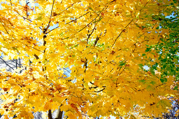 Autumn leaves overhead against the sky. Colorful autumn. Landscape in autumn season. Autumn leaves background.