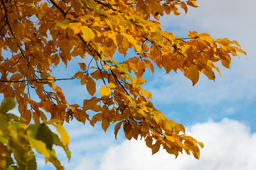 Orange and yellow autumn leaves on tree branches against blue sky background.