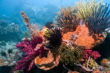 Coral reef South Pacific