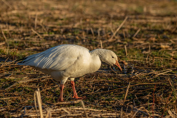 Snow Goose Feeding at Sundown