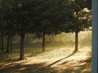 sunshine through the trees