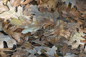 Fallen Autumn Leaves