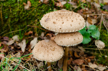 Three isolated mushrooms: Macrolepiota procera, also named, the parasol mushroom. Very tasty and healthy. Edible mushroom.