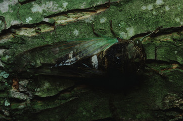 Annual Cicada (Cicadidae)