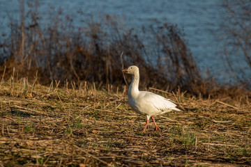 Snow Goose Feeding at Sundown