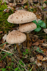 Three isolated mushrooms: Macrolepiota procera, also named, the parasol mushroom. Very tasty and healthy. Edible mushroom.
