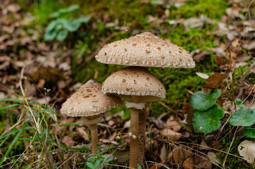 Three isolated mushrooms: Macrolepiota procera, also named, the parasol mushroom. Very tasty and healthy. Edible mushroom.