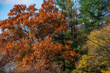 tree in autumn