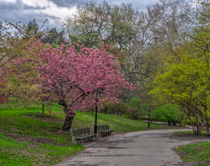 Japanese cherry tree in spring
