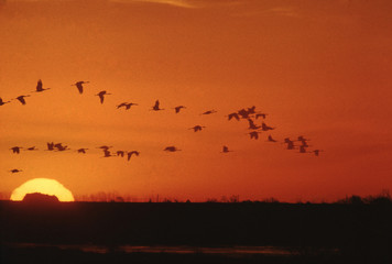 Sandhill Crane (Antigone Canadensis) Scenic